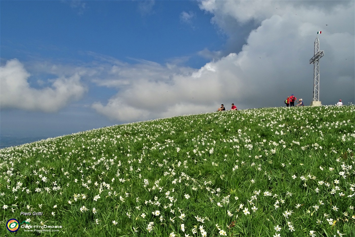 53 Estese fioriture di narcisi sul versante sud della cima del Linzone.JPG